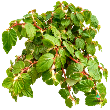 Begonia Foliosa