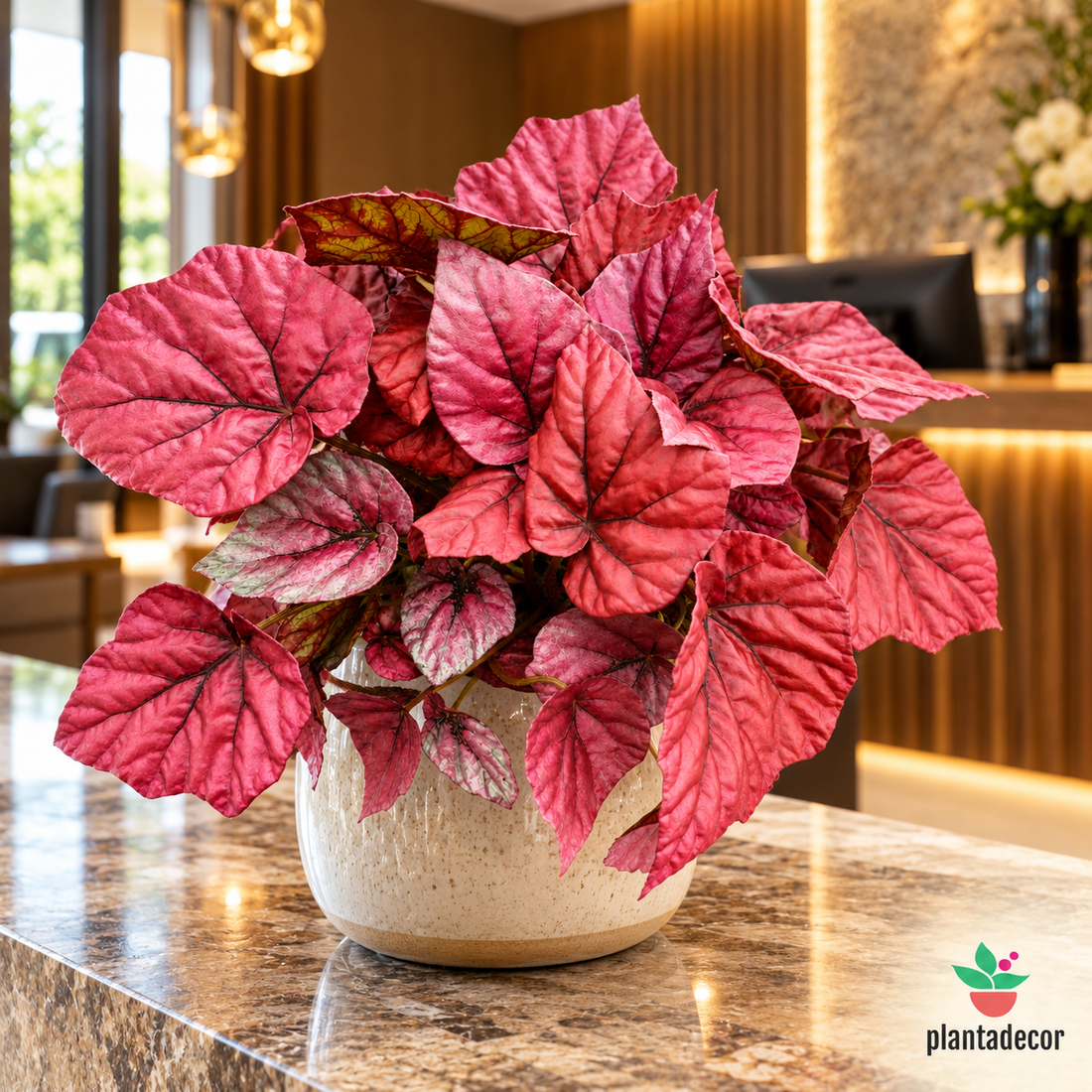 Begonia Beleaf 'Inca Flame'
