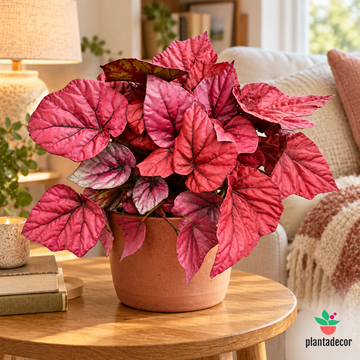 Begonia Beleaf 'Inca Flame'
