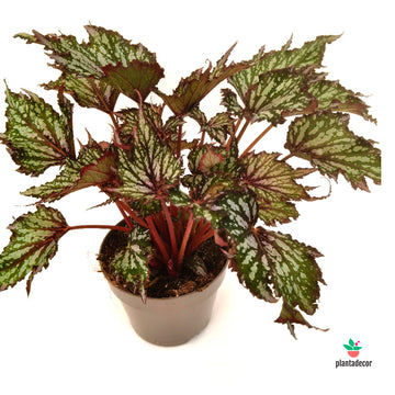Begonia Jungle Wonders Tricolore