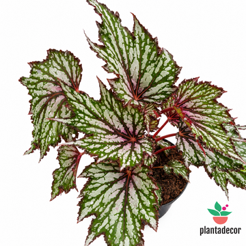 Begonia Jungle Wonders Tricolore
