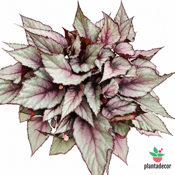 Begonia Maori Haze