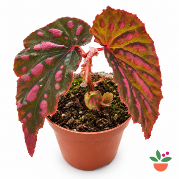 Begonia Mila's Miracle