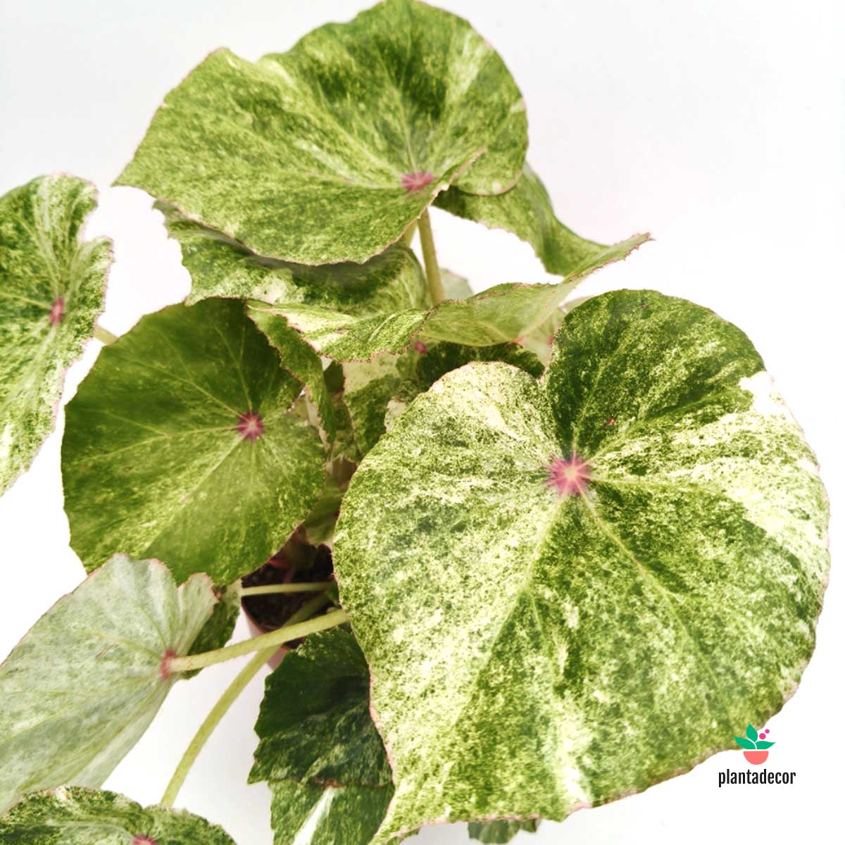 Begonia Rouge Variegated