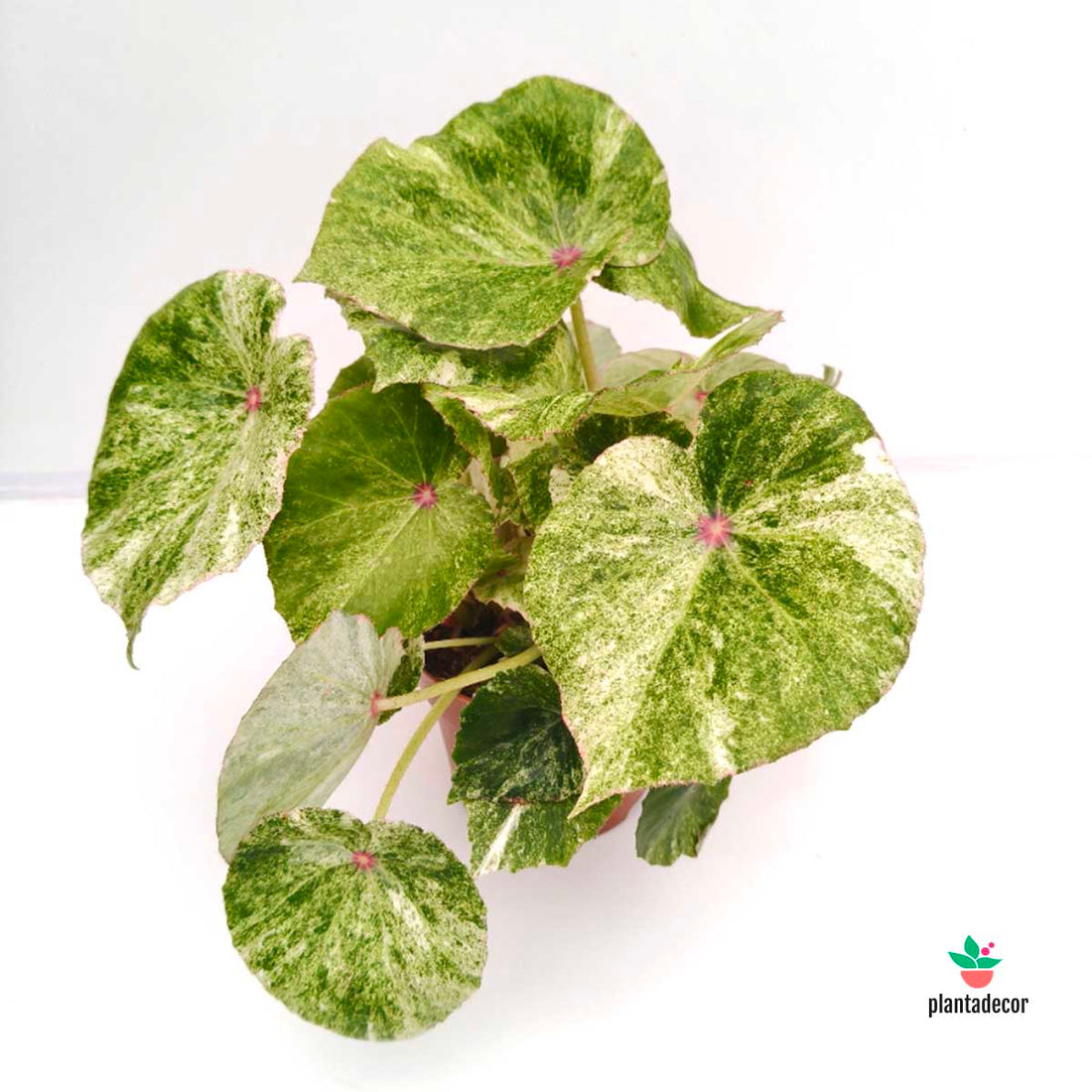 Begonia Rouge Variegated