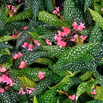Begonia Silverspot