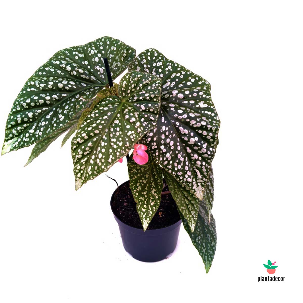 Begonia Silver Dot