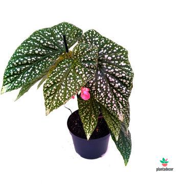 Begonia Silver Dot