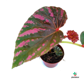Begonia Brevirimosa