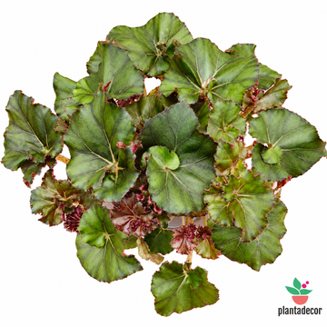 Begonia Erytrophylla