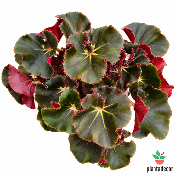 Begonia Erytrophylla "Black Jungle"