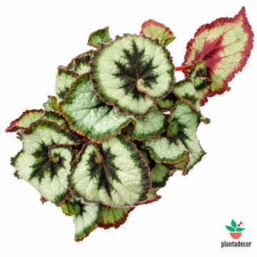 Begonia Rex "Princess of Hanover"