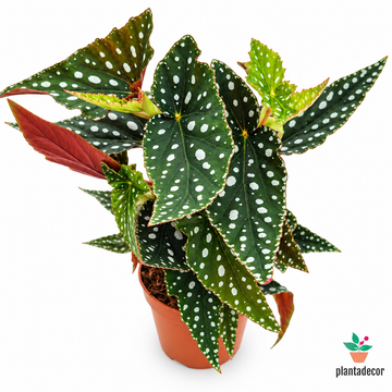Begonia 'Spotlight Green'