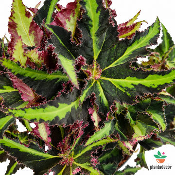 Begonia Rex Lion Dance