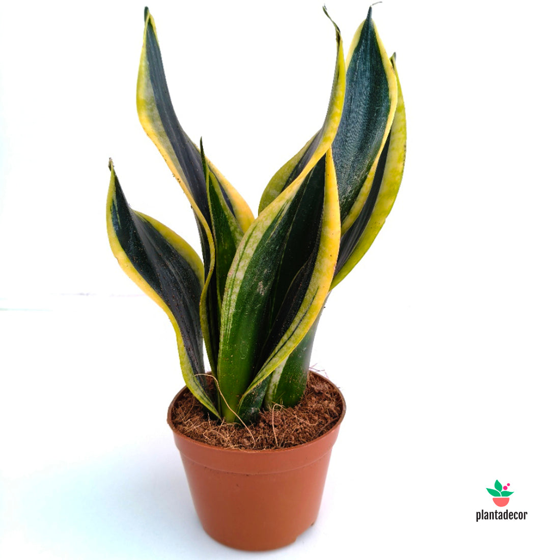 Sanseviera Black Gold