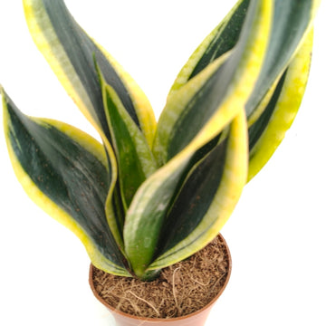 Sanseviera Black Gold