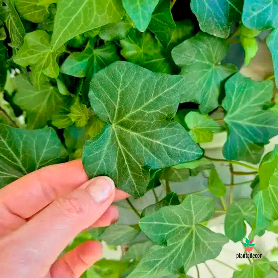 Hedera Helix Brigitte