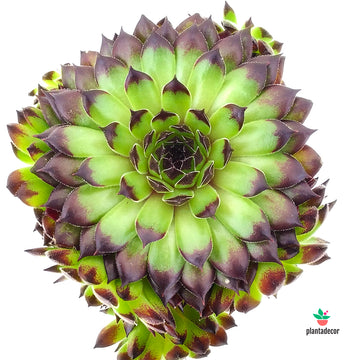 Sempervivum Boekarest
