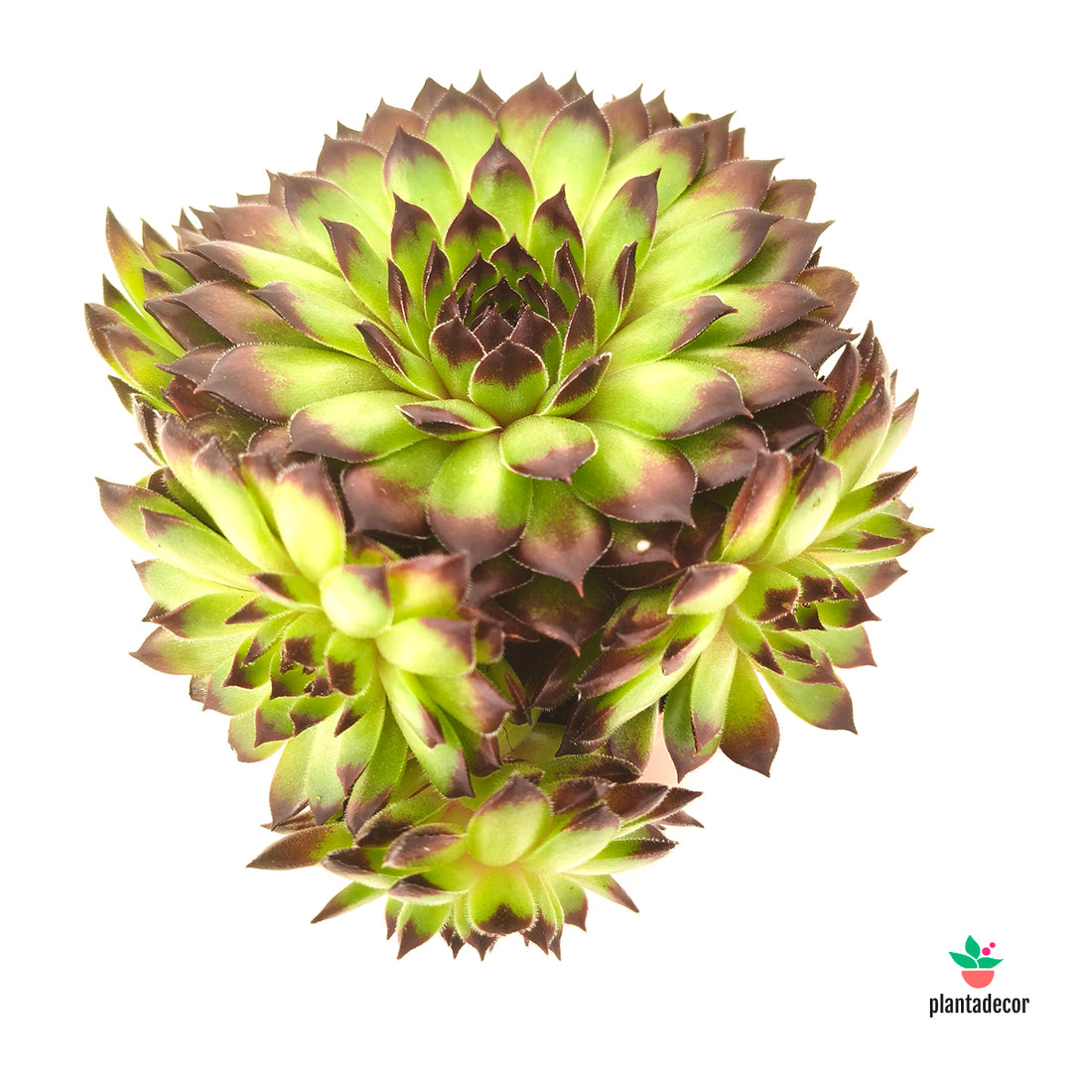 Sempervivum Boekarest