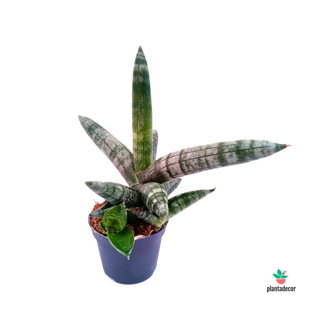 Sanseviera Boncelliensis 'Mini'