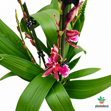 Orquídea Burrageara 'Barroco Red'