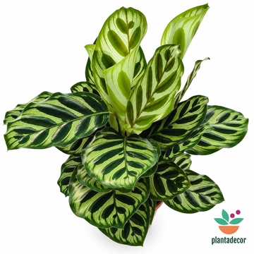 Calathea Makoyana