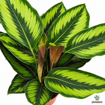 Calathea Pinstripe