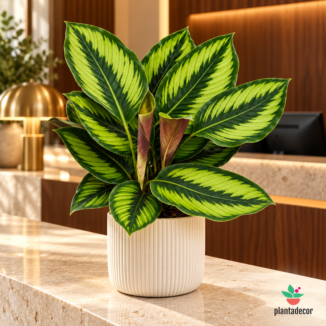 Calathea Pinstripe