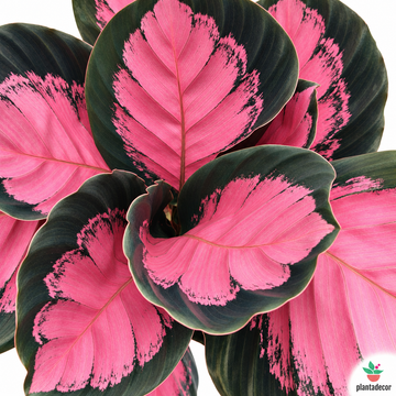 Calathea Roseopicta Crimson M-14