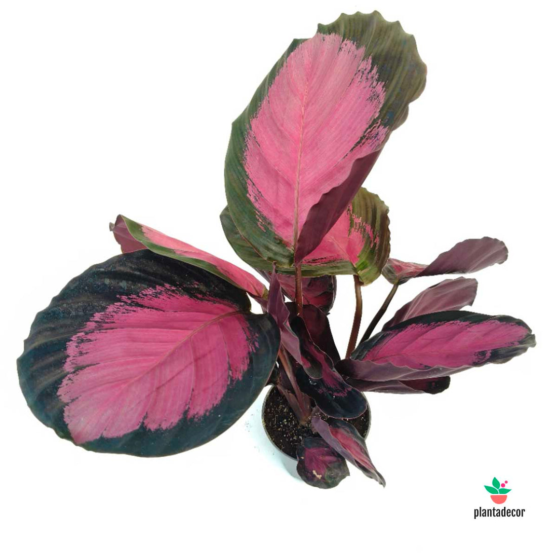 Calathea Roseopicta Crimson