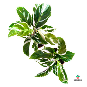 Calathea Fusion White