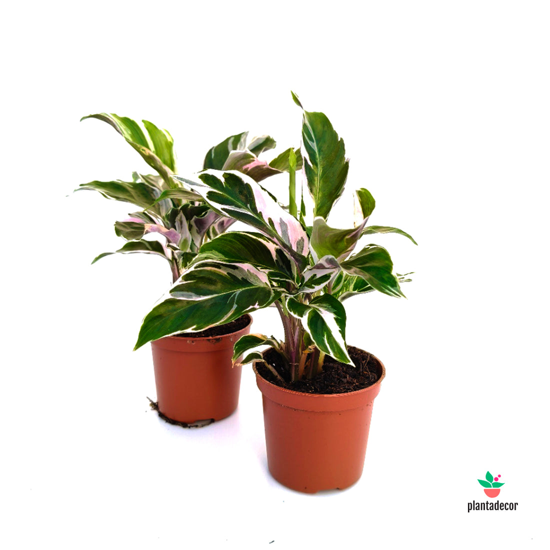 Calathea Fusion White