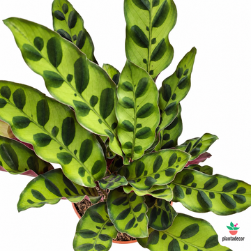 Calathea Lancifolia "Insignis"