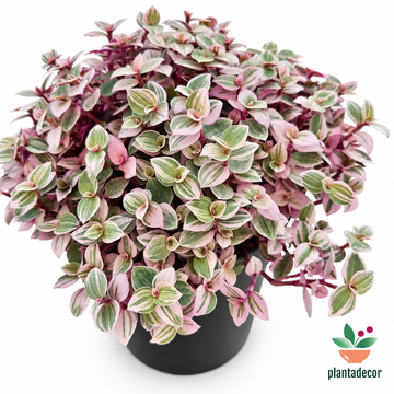 Callisia "Pink Lady"