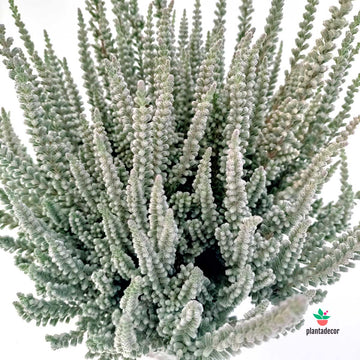Calluna Vulgaris 'Fluffy' - Mini