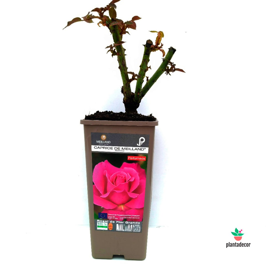 Rosal Meilland 'Capriche de Meilland' - Futsia