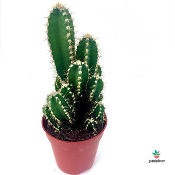 Cereus Peruvianus Paolina 'Mini'