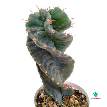 Cereus Spiralis
