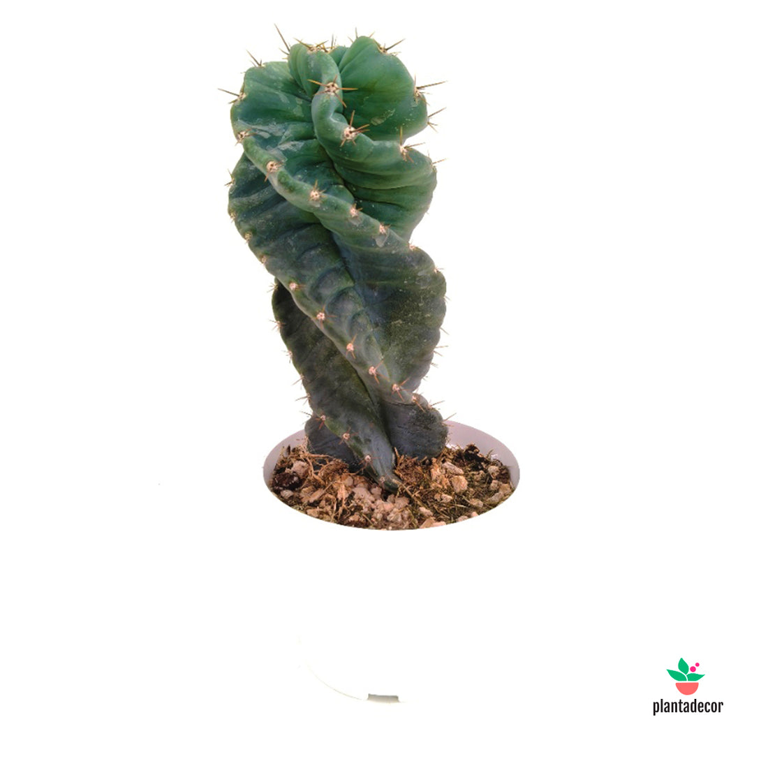Cereus Spiralis