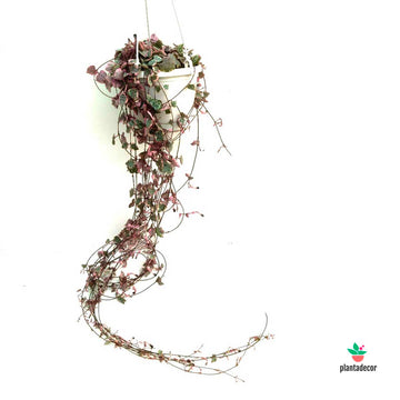 Ceropegia Variegated Extra