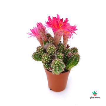 Chamaecereus  - Echinopsis