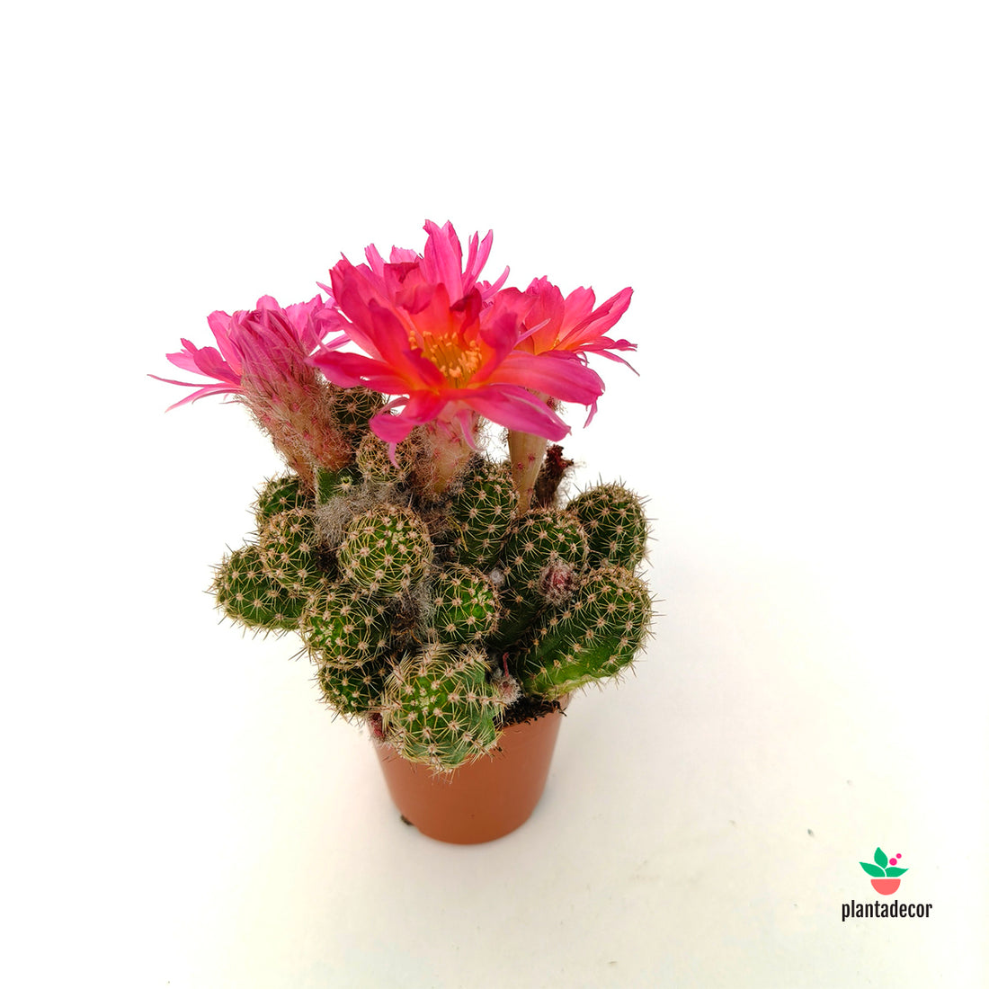 Chamaecereus  - Echinopsis