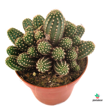 Chamaecereus Sílvestrii