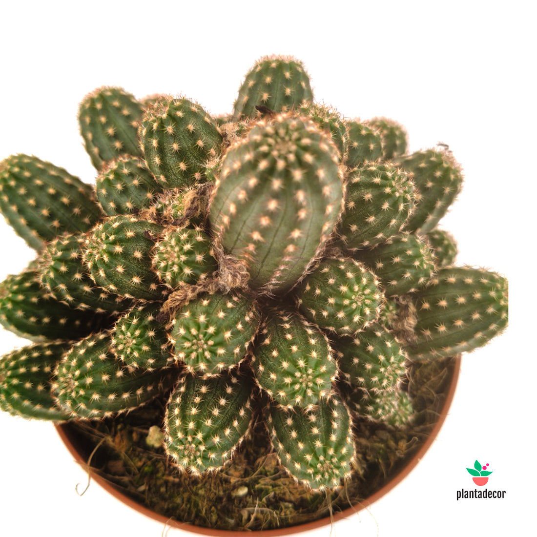 Chamaecereus Sílvestrii