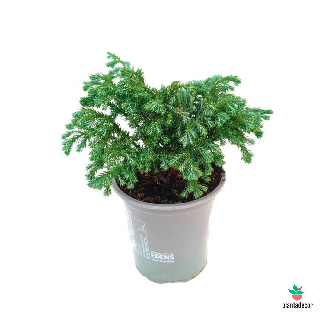 Chamaecyparis Pisifera Sky Blue