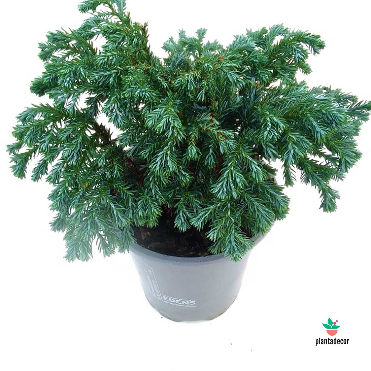 Chamaecyparis Pisifera Sky Blue