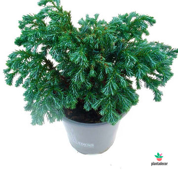 Chamaecyparis Pisifera Sky Blue