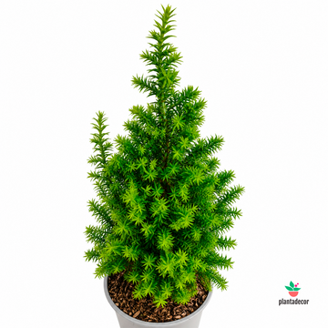 Chamaecyparis Thyoides Spitsbergen