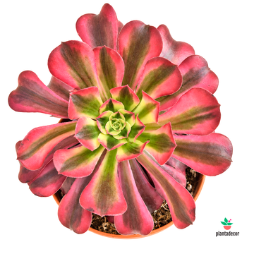 Aeonium Arboreum Pink Witch