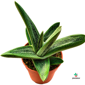 Gasteria Dragon Skin